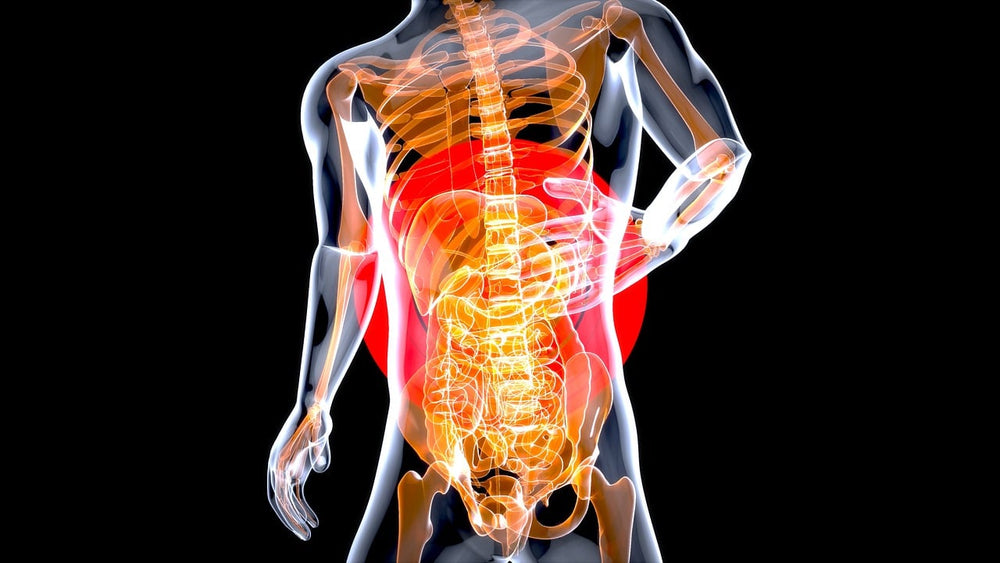 Image of a stomach's anatomy which represents gut health.