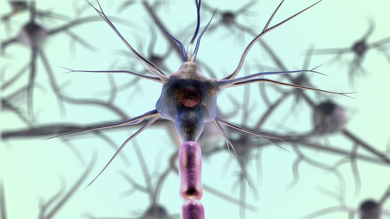 An image of a neuron.