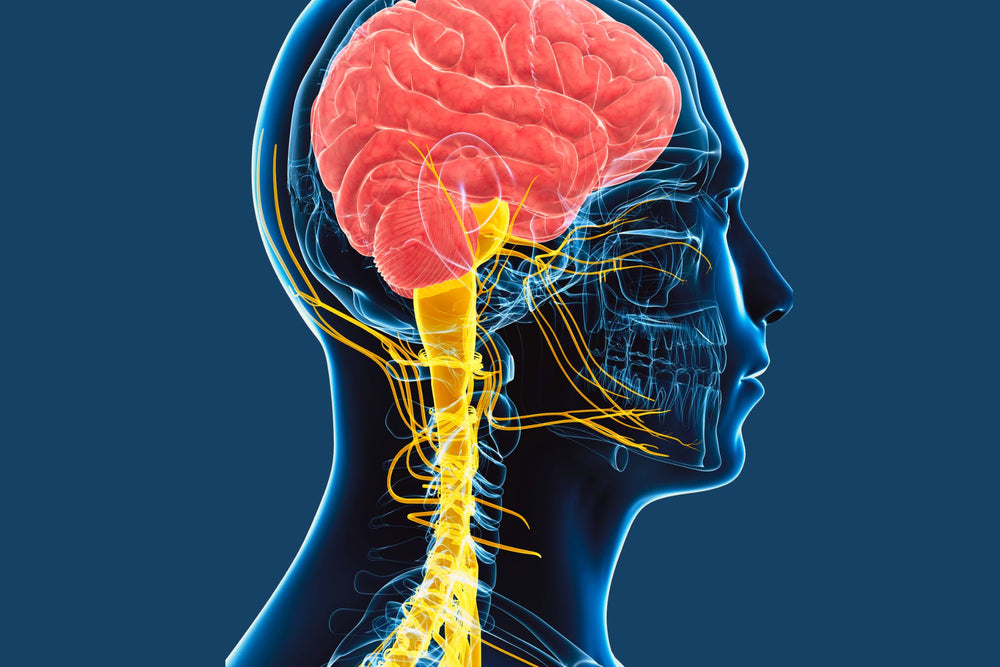An image of a man's  vagus nerves in a dark blue background.