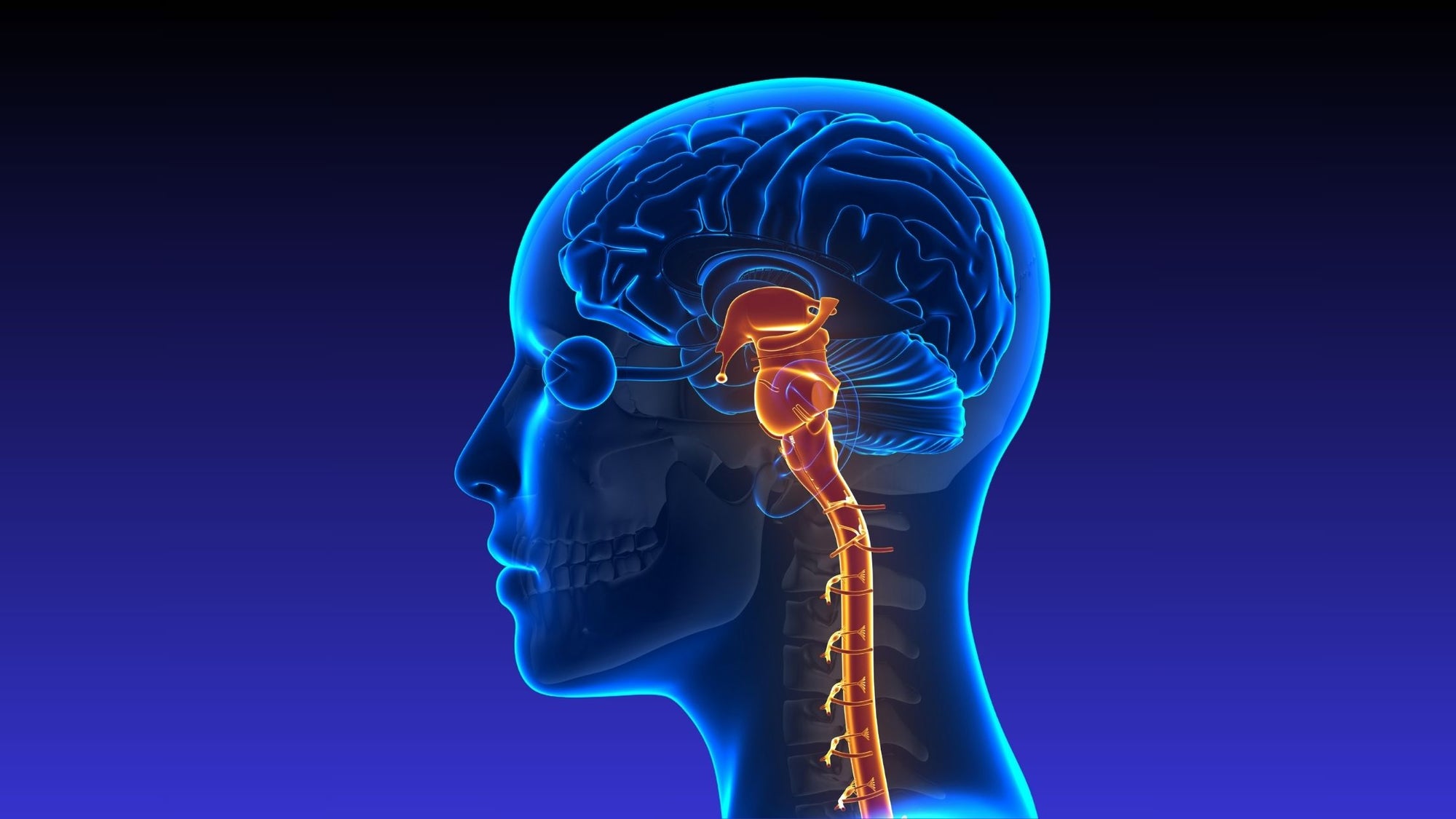 Image of a woman's vagus nerve anatomy in a black and blue gradient background