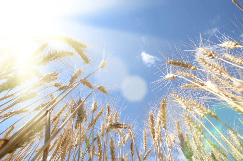 wheat field against the sunshine