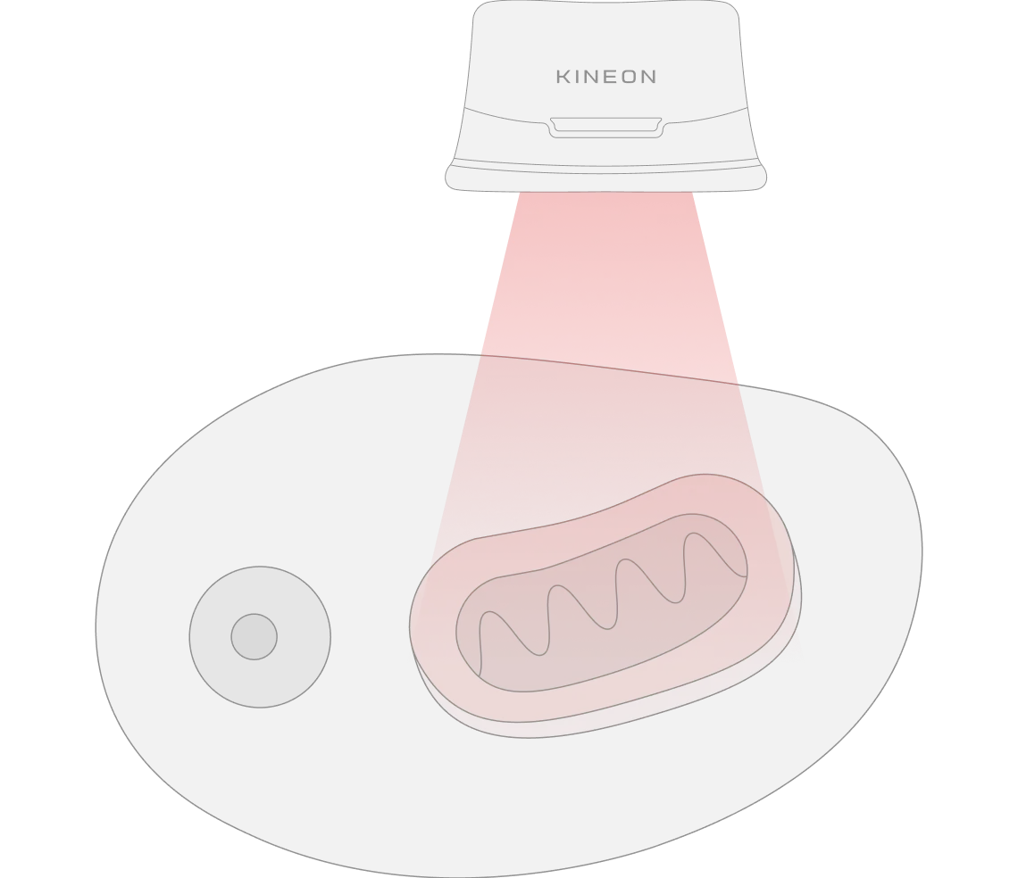 Cells absorb the light — illustration